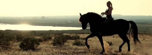 Ein Pferd am Strand